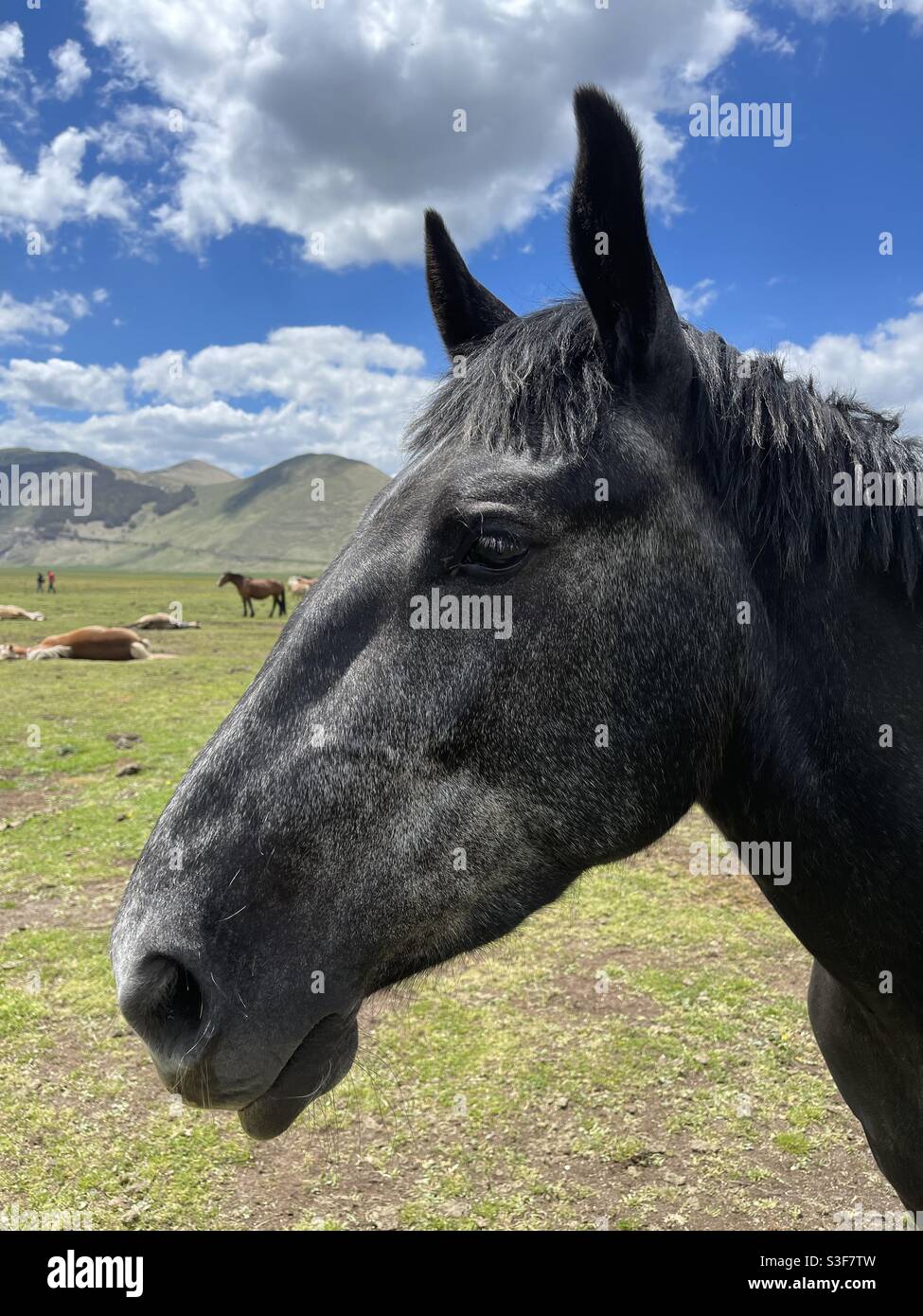 Black horse head portrait - Smartphone Captured Stock Image