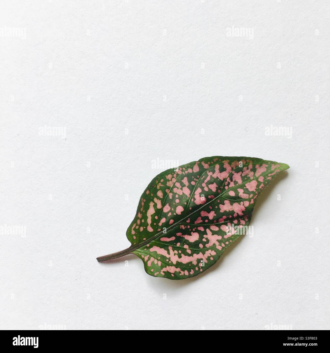 Single pink and green polka dot plant (hypoestes phyllostachya) leaf on a plain white background. Stock Photo
