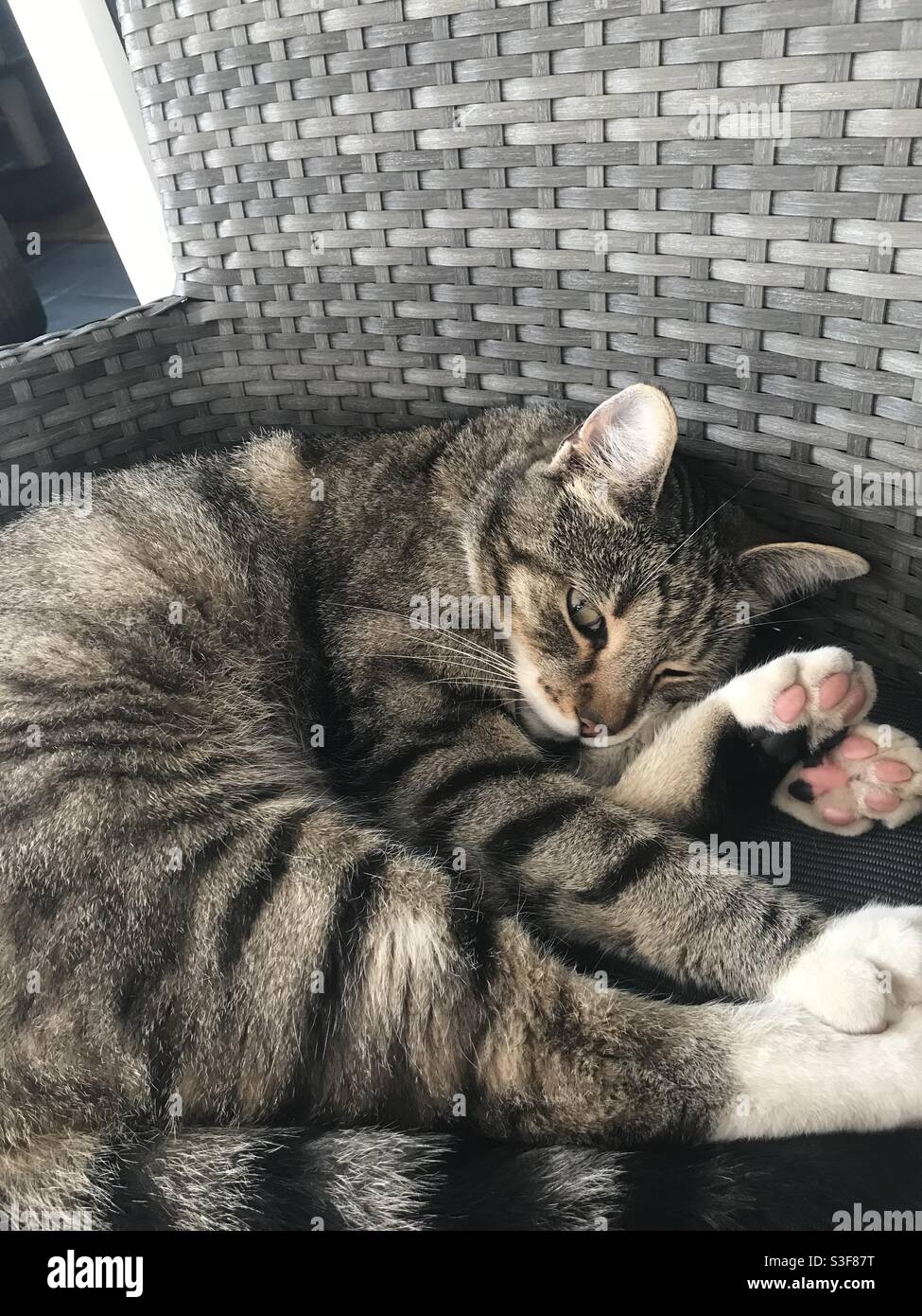 Relaxed housecat Stock Photo