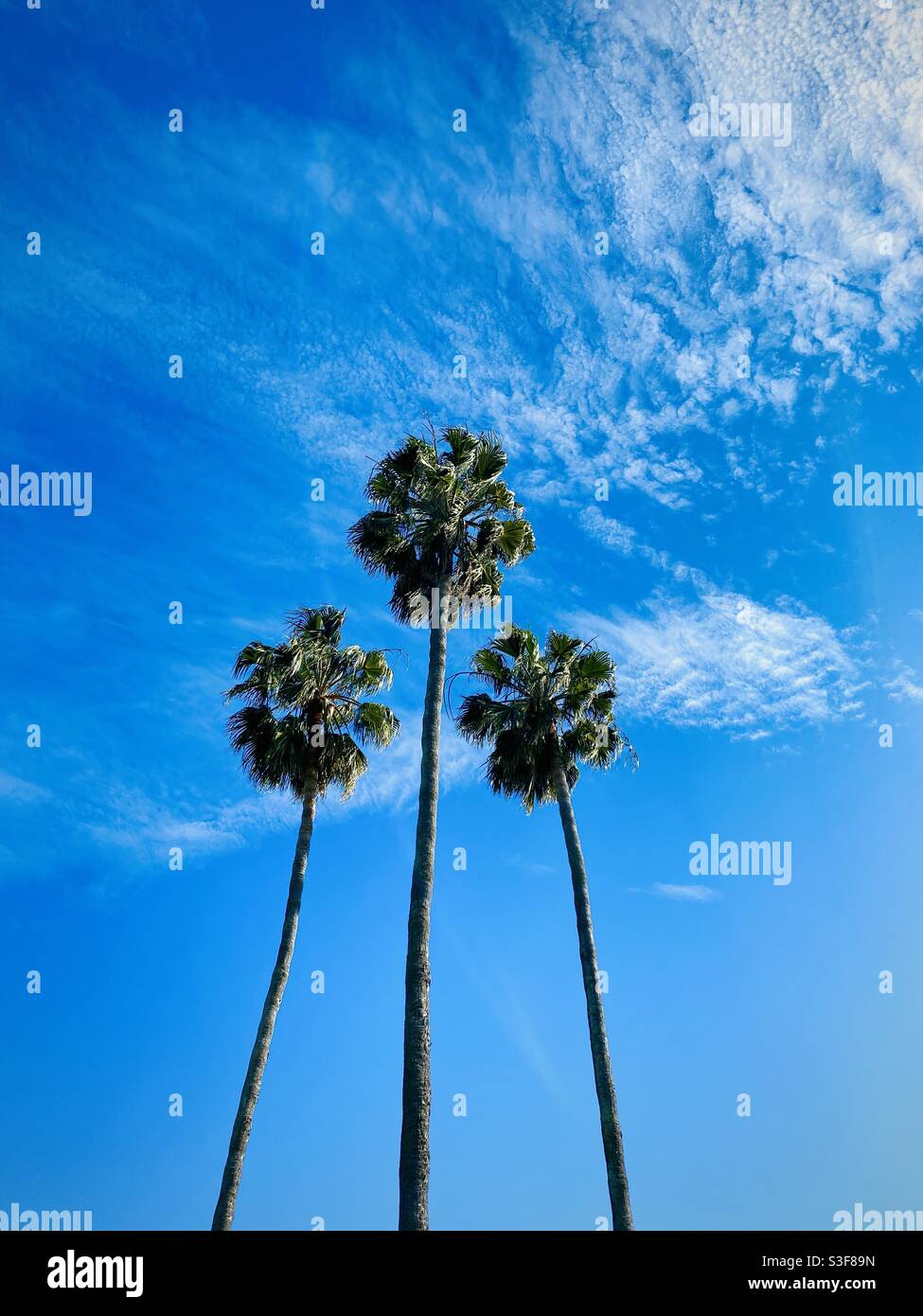 Three palm trees and blue sky.  Manhattan Beach, California USA. - Smartphone Captured Stock Image