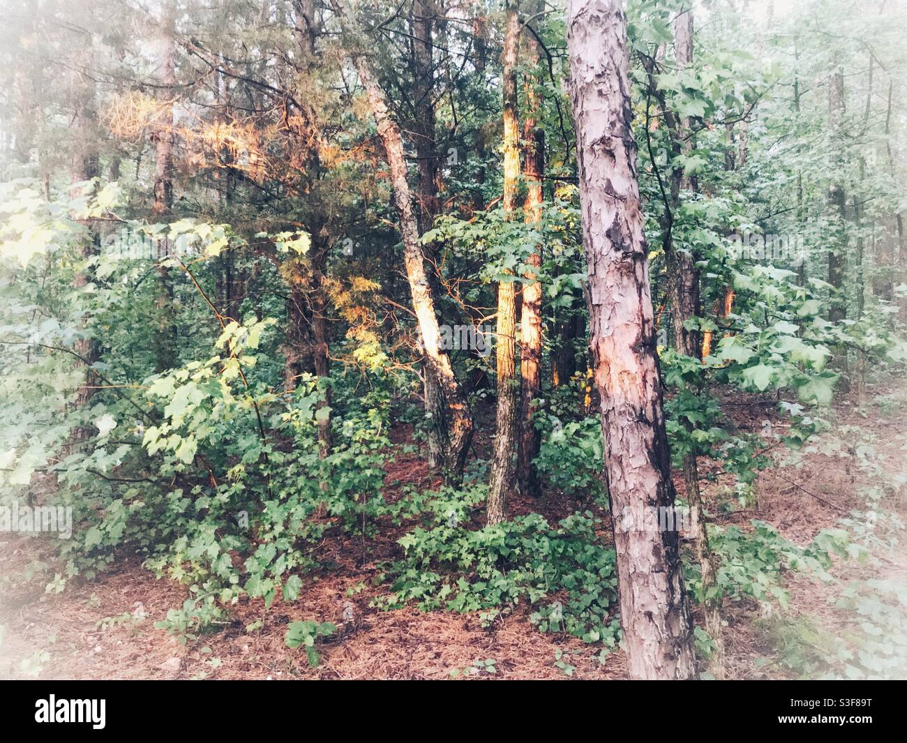 Sunspots on woodland trees - Smartphone Captured Stock Image