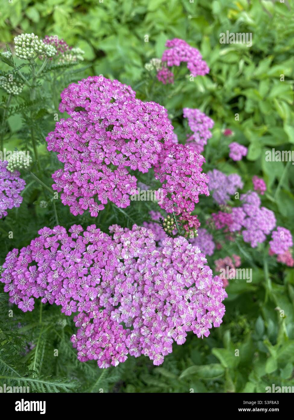 151 Pink Yarrow Stock Photos, High-Res Pictures, and Images - Getty Images