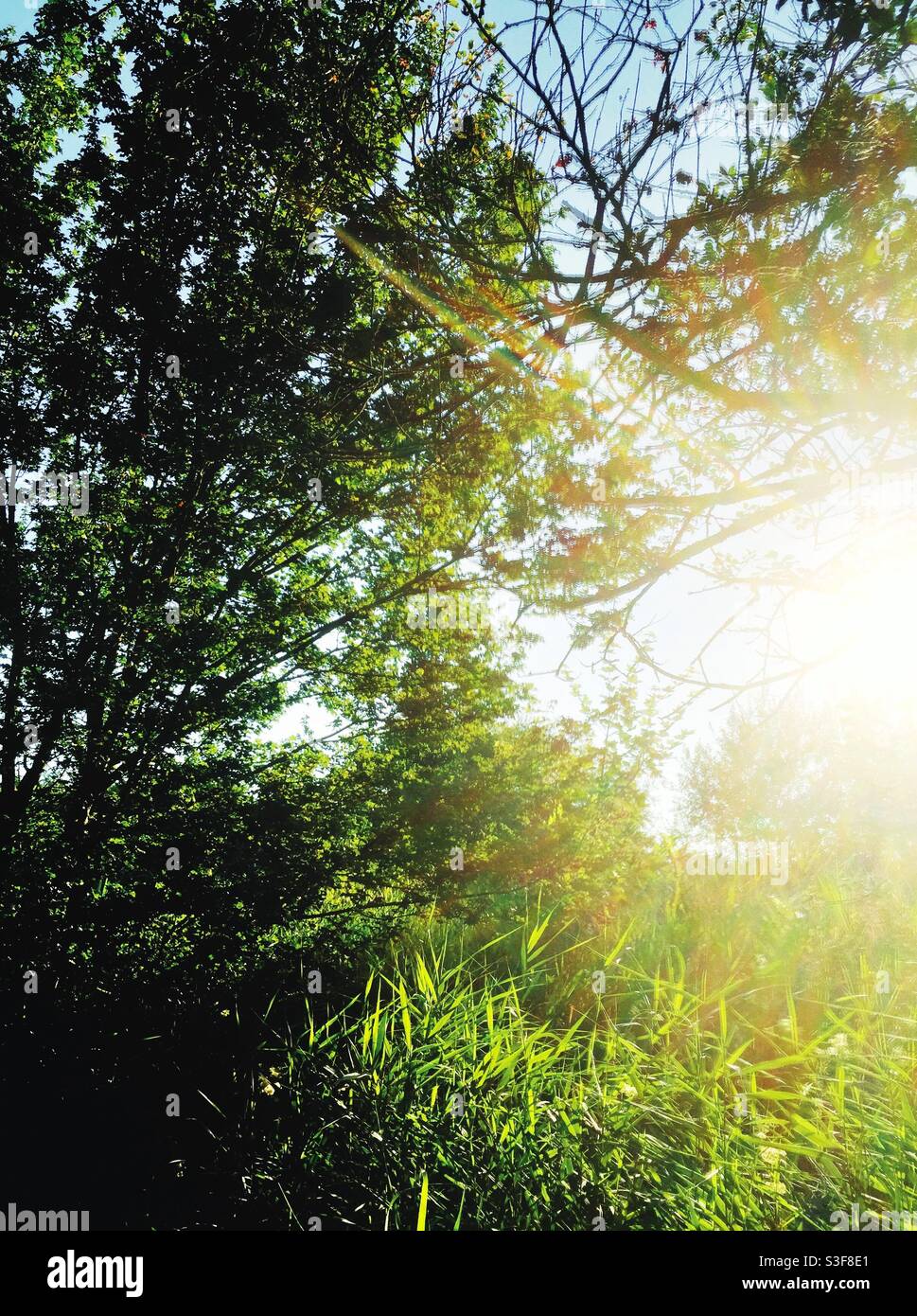 Green leaf sun ray hi-res stock photography and images - Alamy