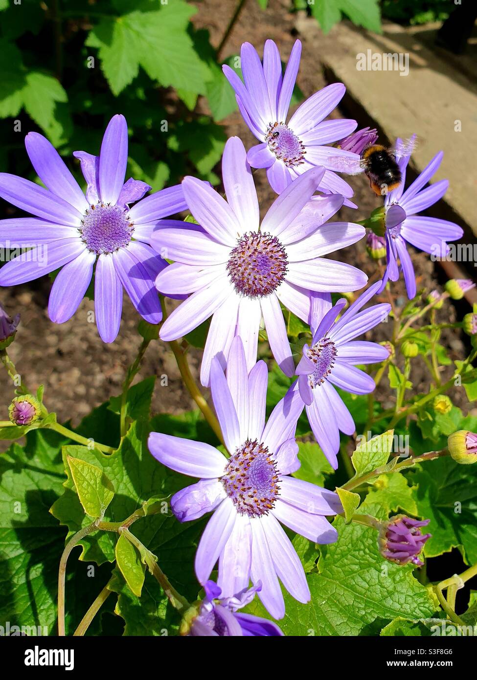 Spring garden flowers with flying bumblebee - Smartphone Captured Stock Image