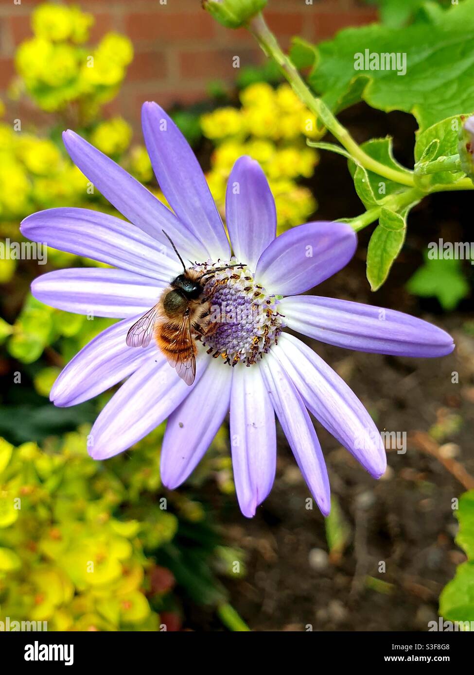 Red mason bee on garden flower in spring - Smartphone Captured Stock Image