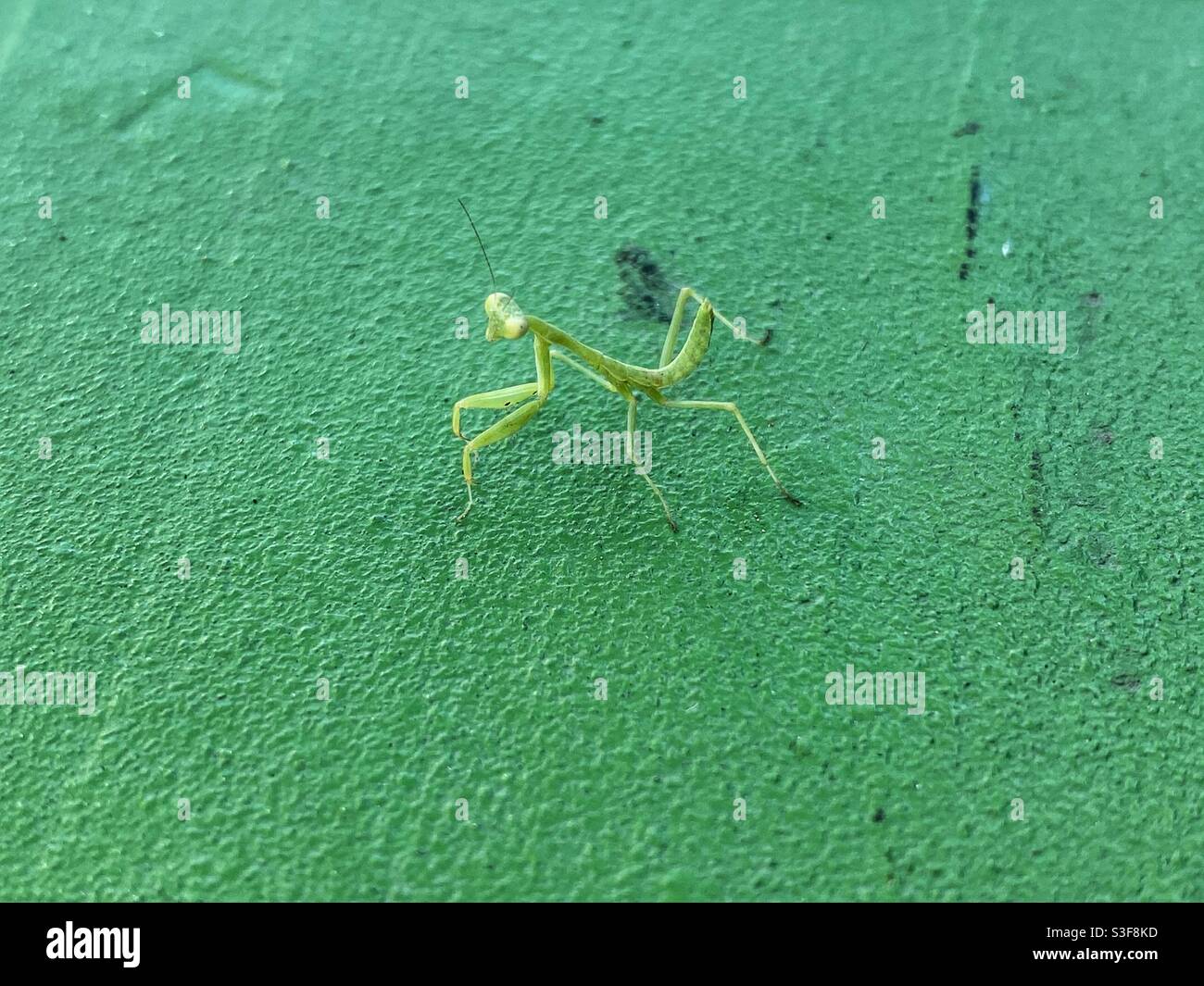 Green praying mantis on a bright green picnic table Stock Photo