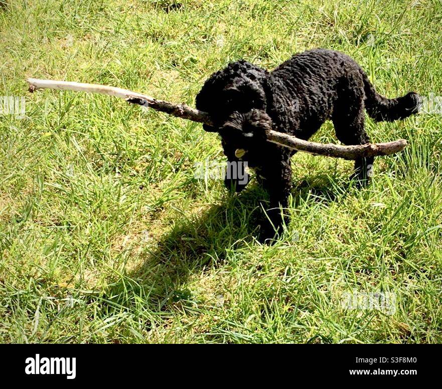 Black Dog Carrying Large Stick Stock Photo Alamy