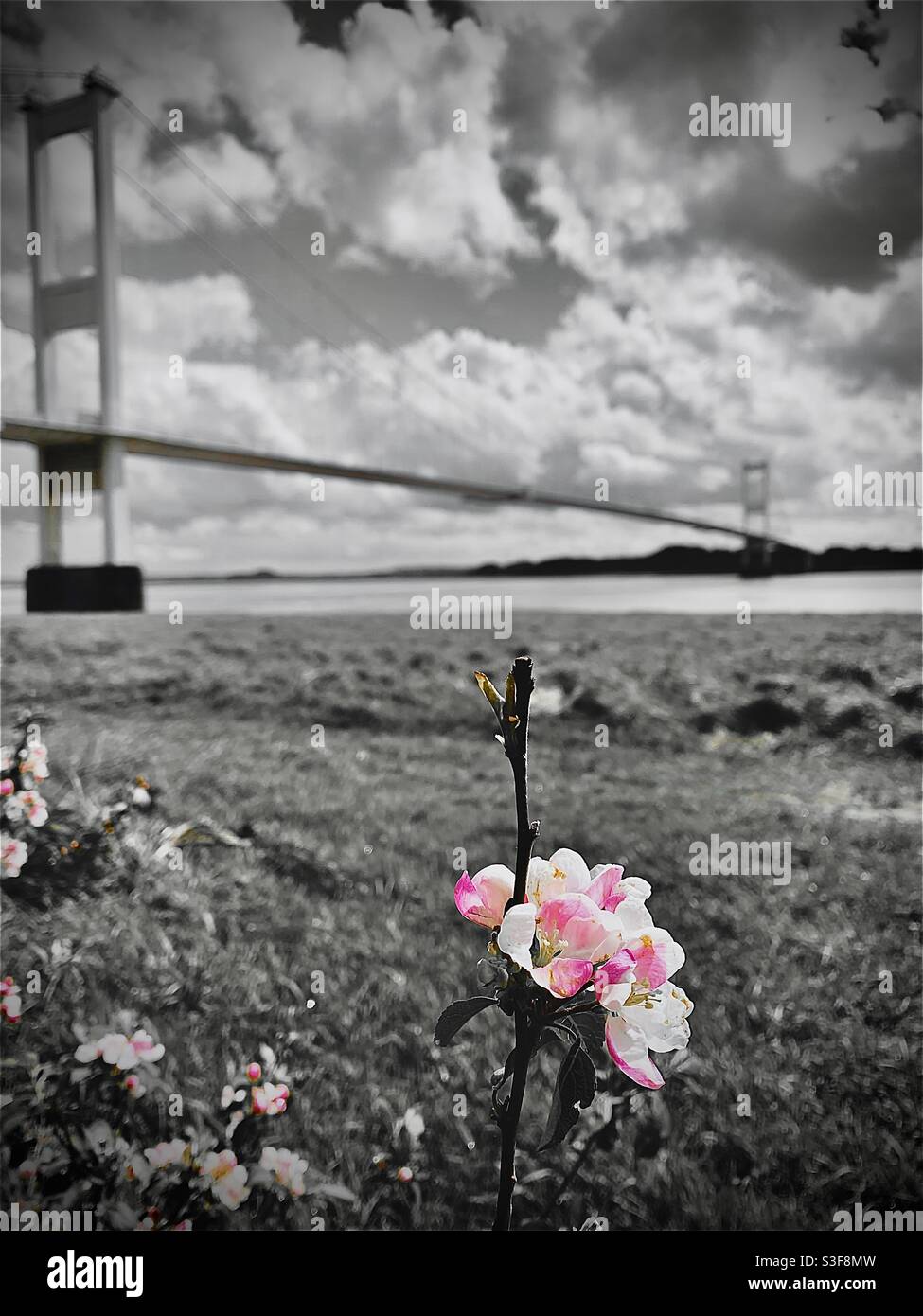 Severn Bridge - Smartphone Captured Stock Image