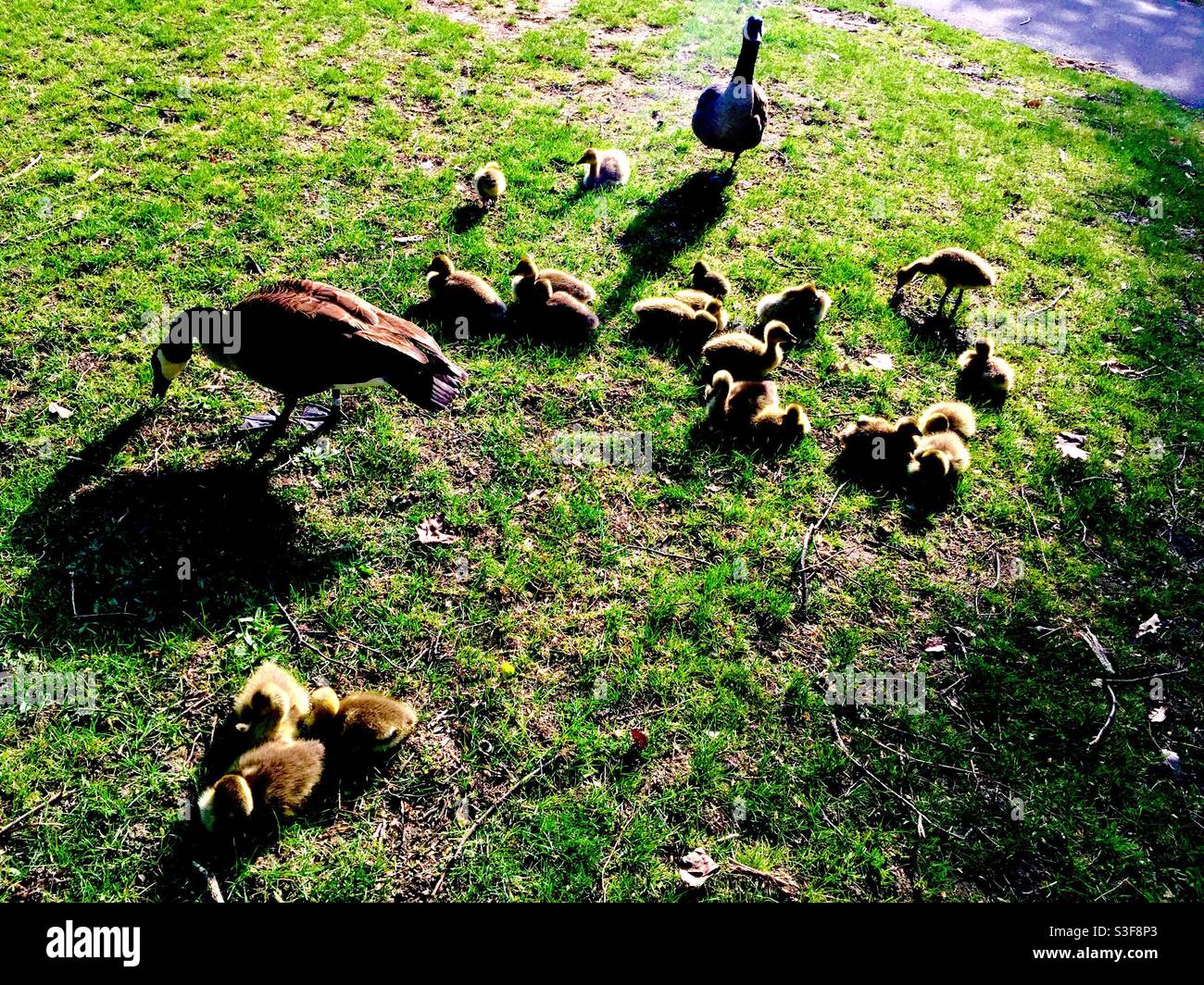 Feeding time for a Canada Geese family in a large, green, open space, Ontario, Canada. The goslings are barely a few weeks old. Concepts: nurture, nature’s cycle, generations, new, fresh, sustainable - Smartphone Captured Stock Image