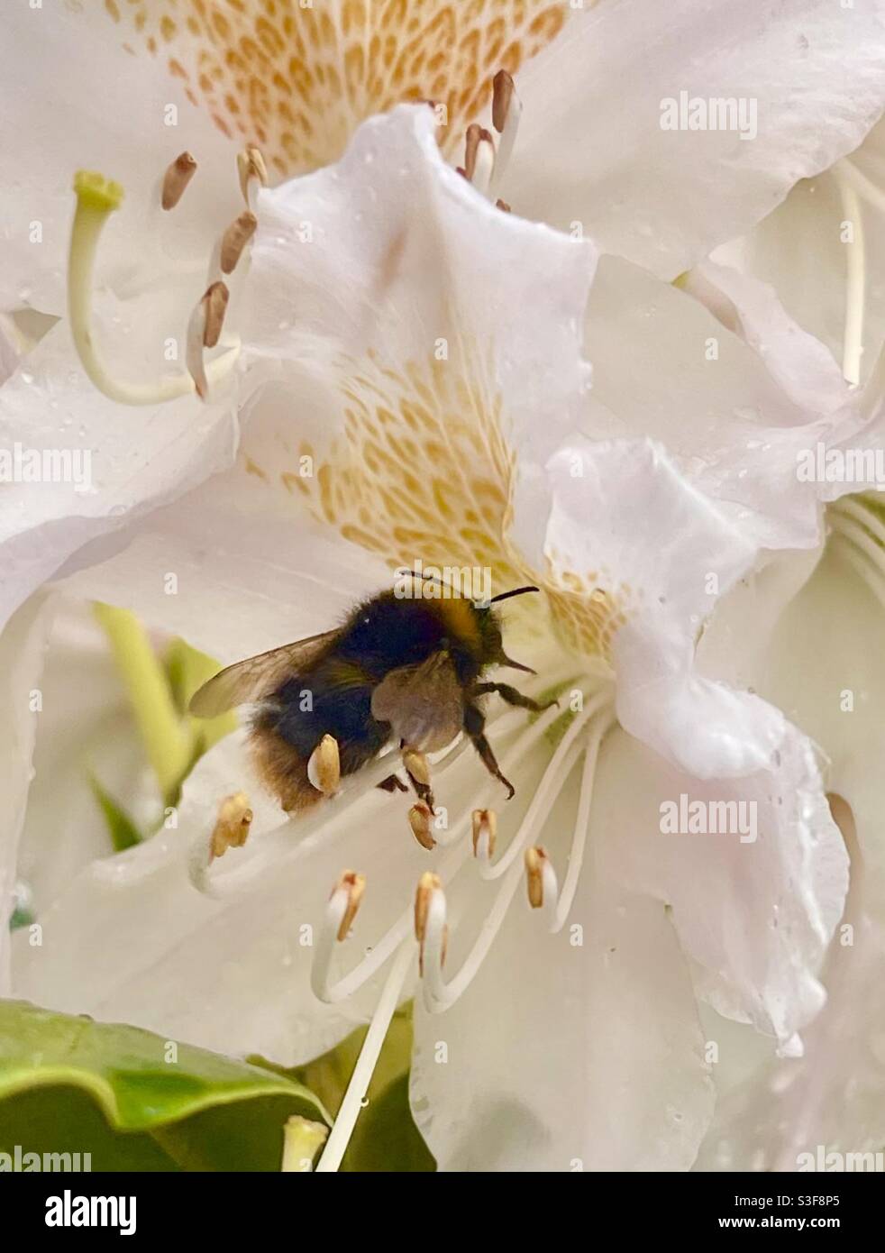 Rhododendron pollinator Stock Photo