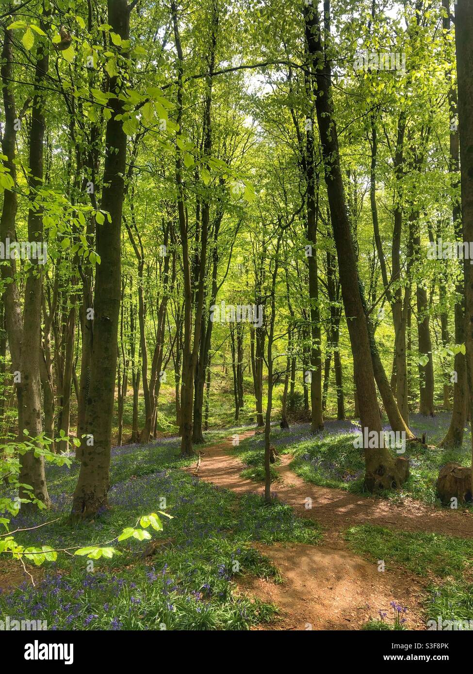 Footpath through a Hampshire beechwood in Springtime Stock Photo