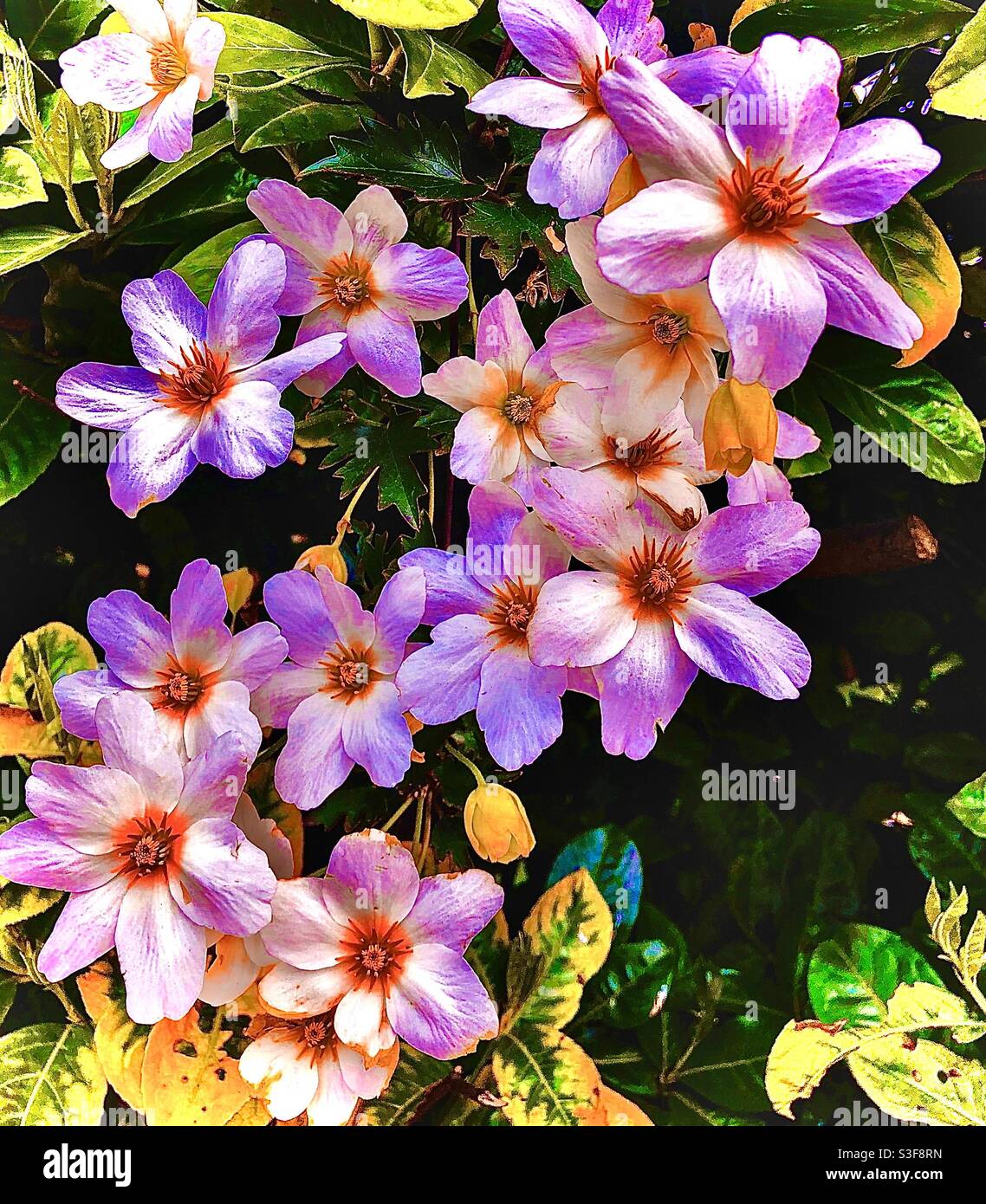 Pink Flower - Smartphone Captured Stock Image