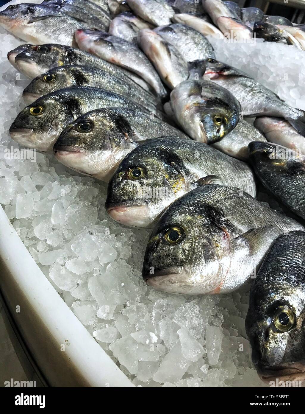 Fish display, Dubai Stock Photo Alamy