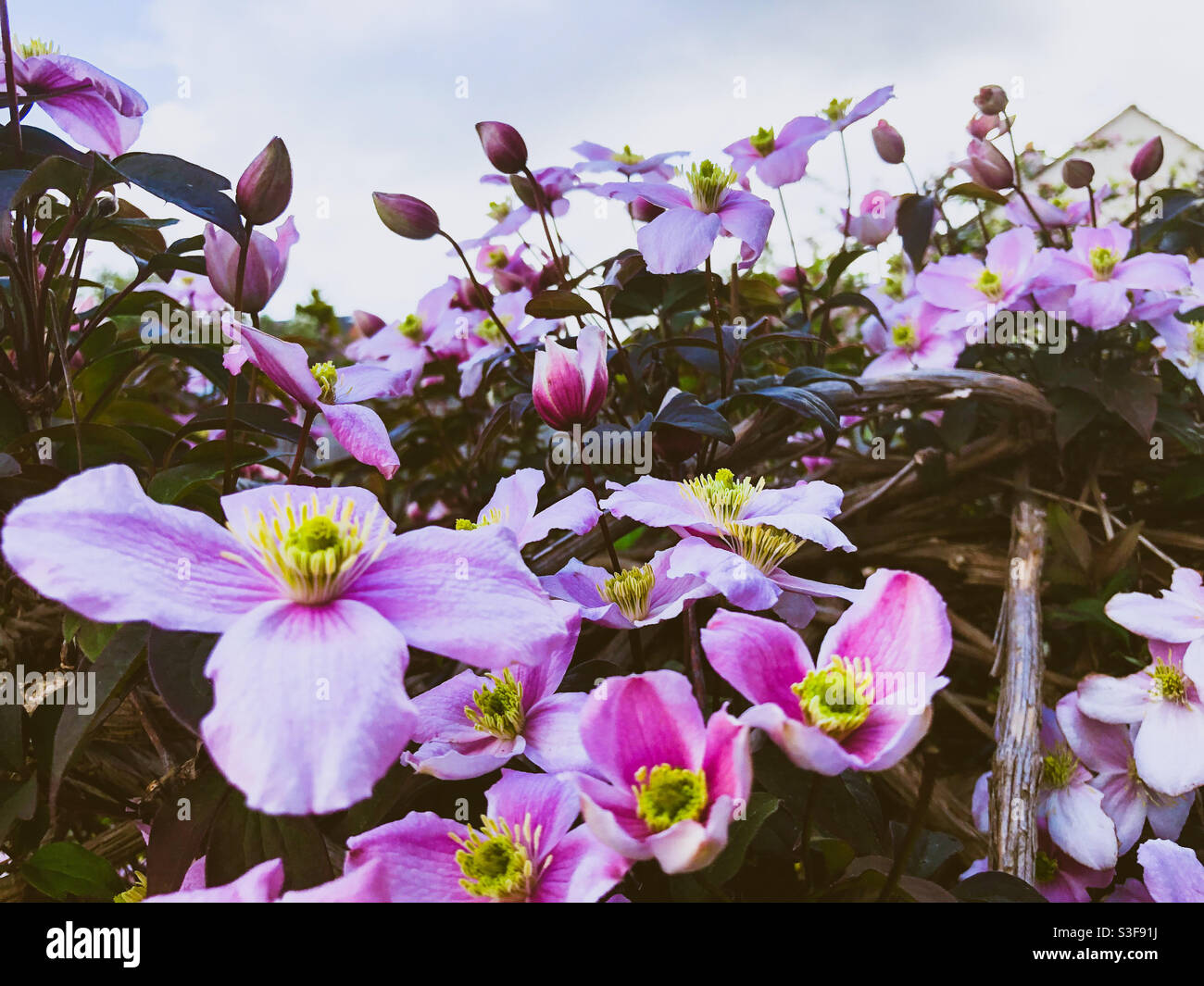 Close up view of Clematis Montana flowers in spring. Stock Photo