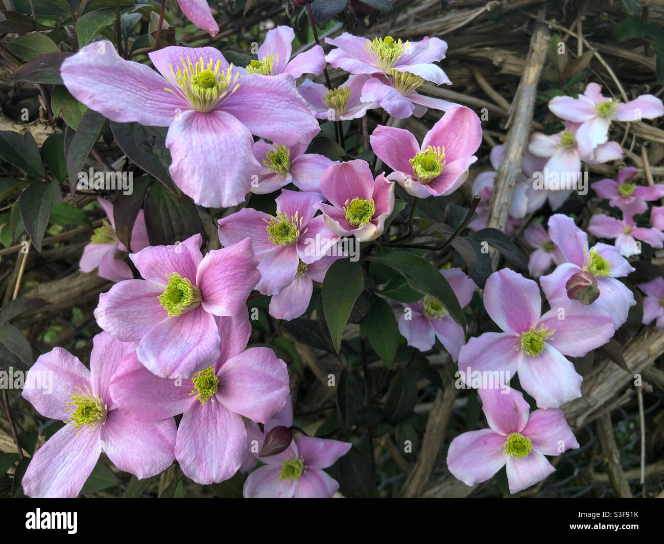 Close up view of Clematis Montana flowers. - Smartphone Captured Stock Image