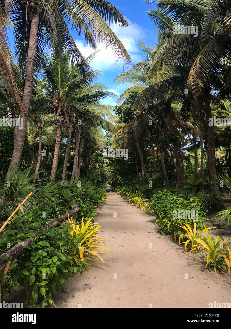 Walking trail through the palmtrees Stock Photo