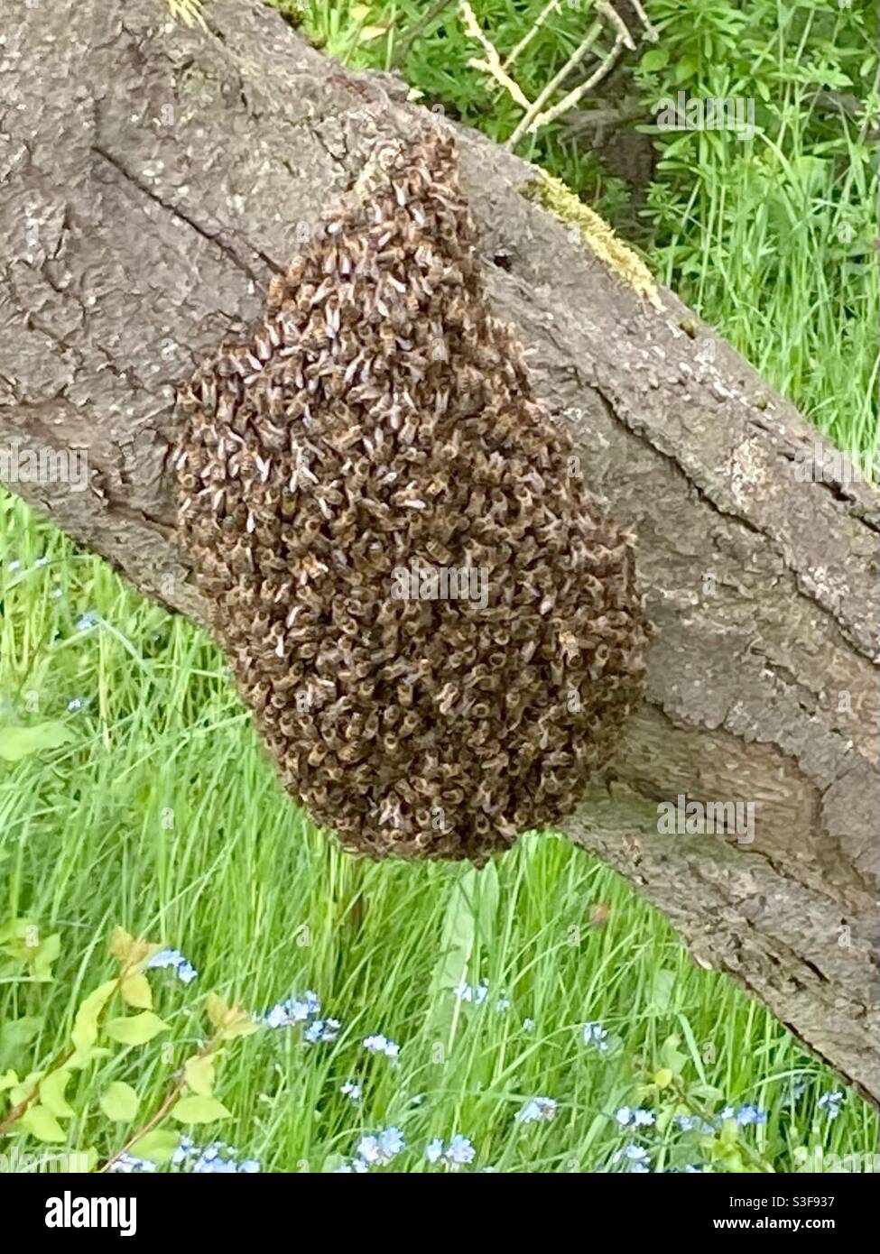 Bees swarming Stock Photo Alamy