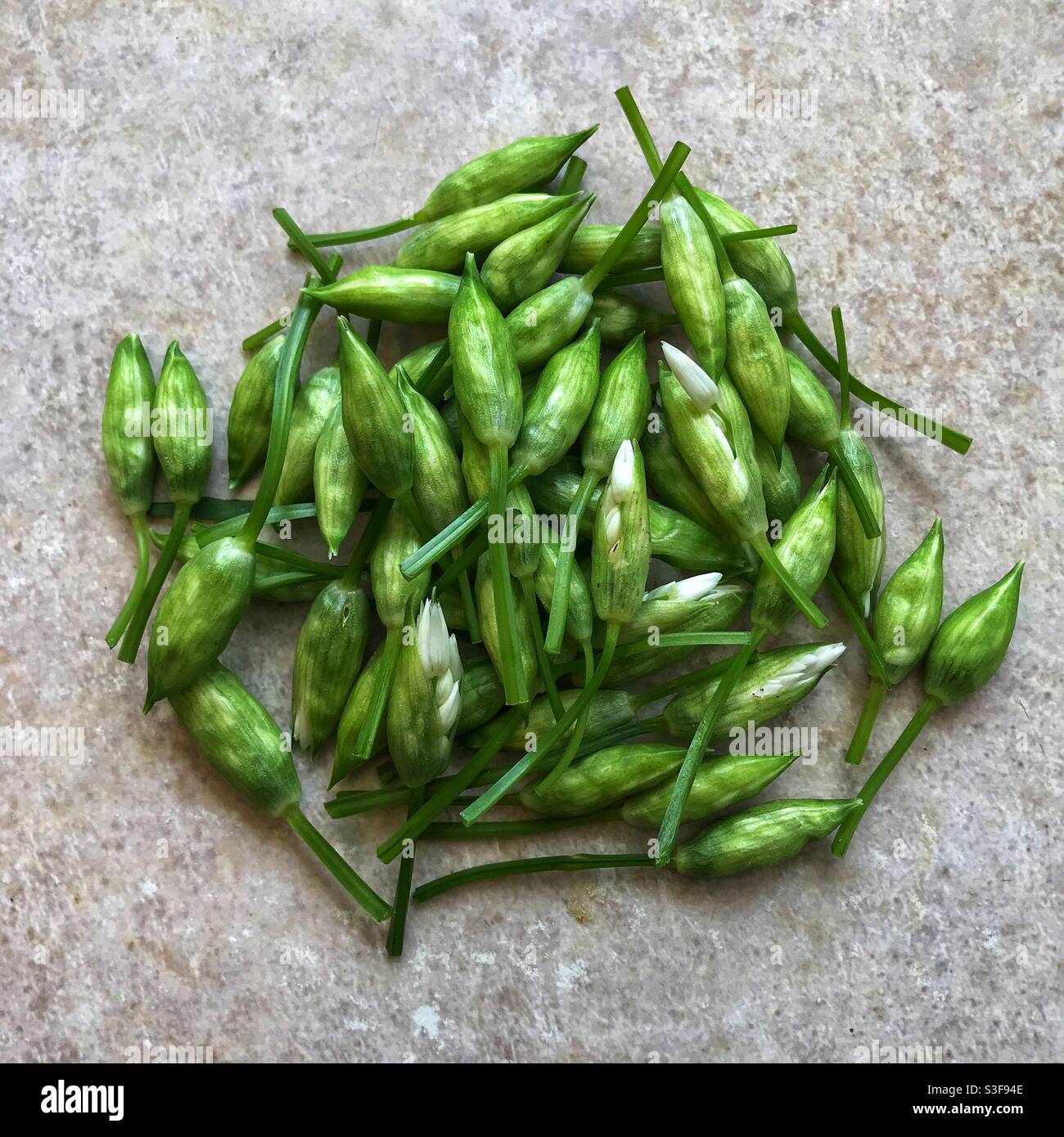 Wild garlic flower buds or capers freshly picked, Hampshire, England, United Kingdom. - Smartphone Captured Stock Image