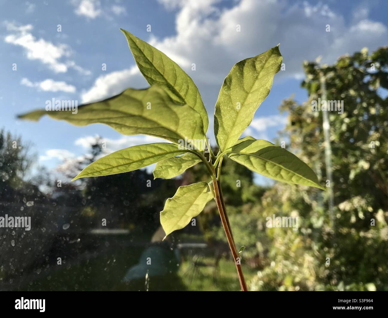Avocado plant Stock Photo