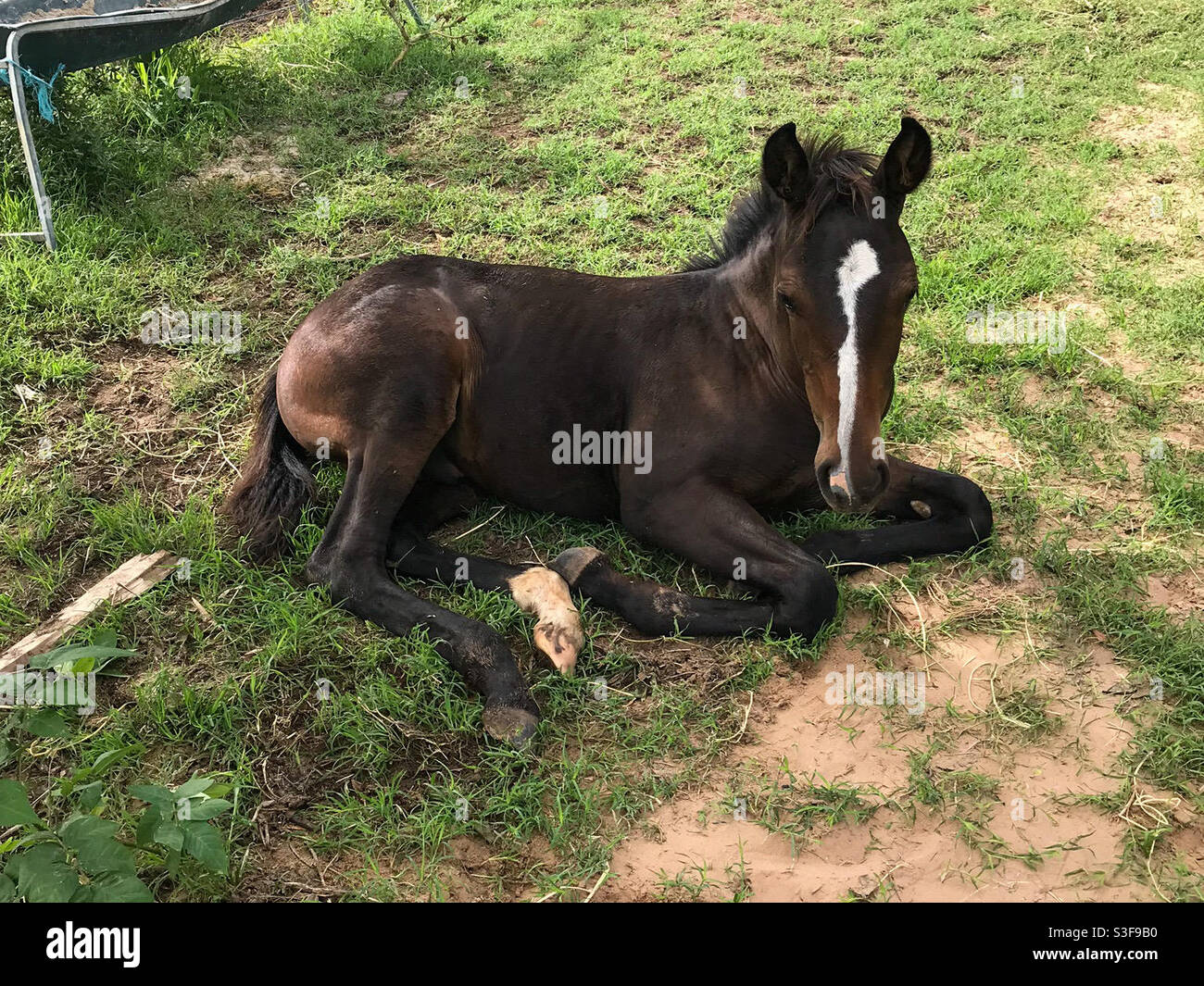 Filly foal Stock Photo