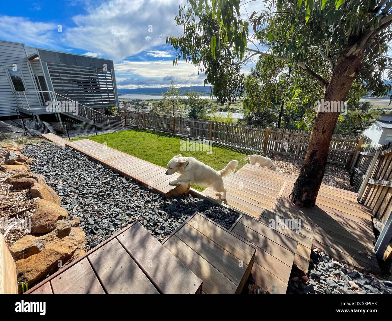 Dogs in backyard Stock Photo Alamy