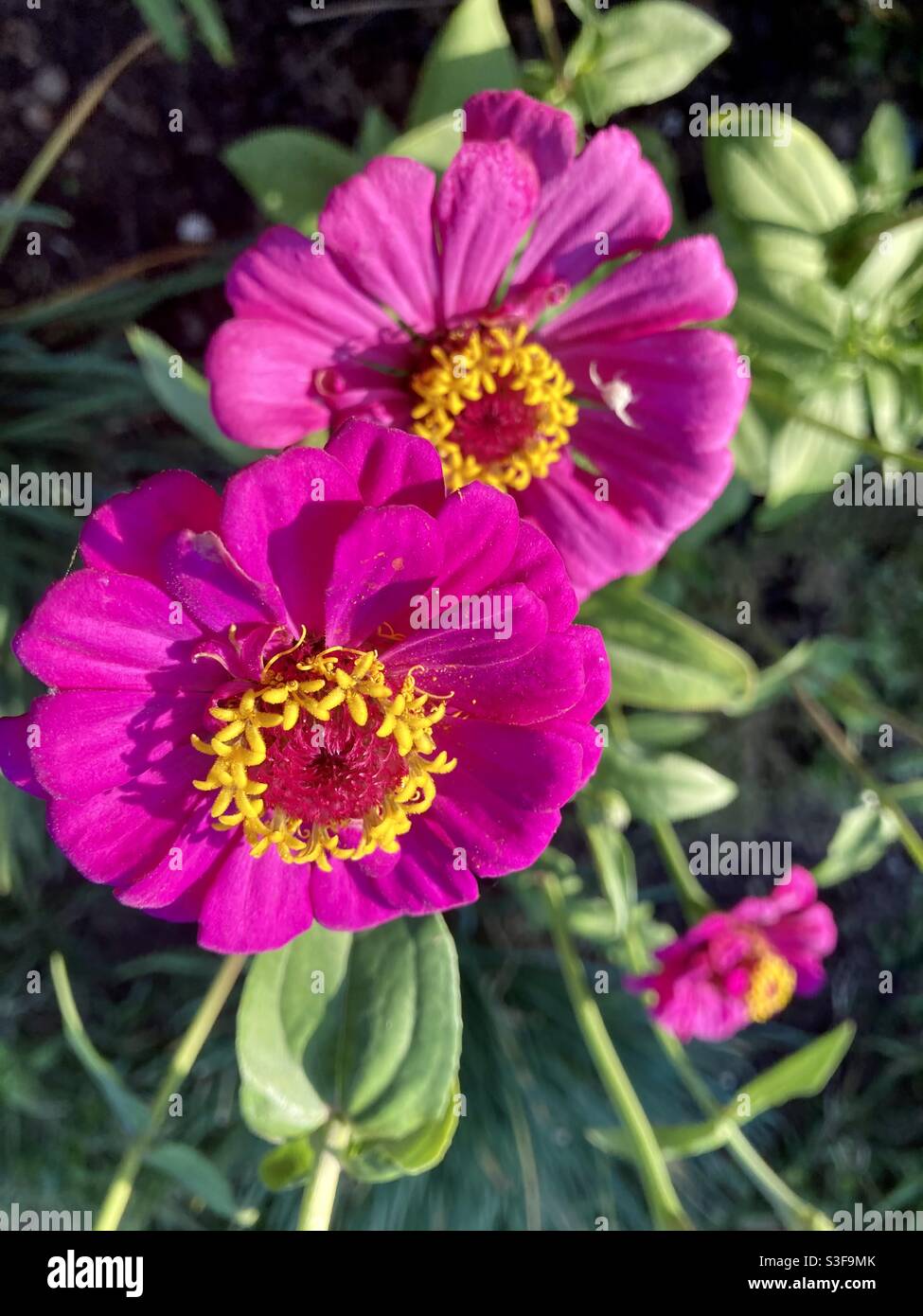 Brilliant pink and purple zinnias growing in the garden in summer Stock Photo