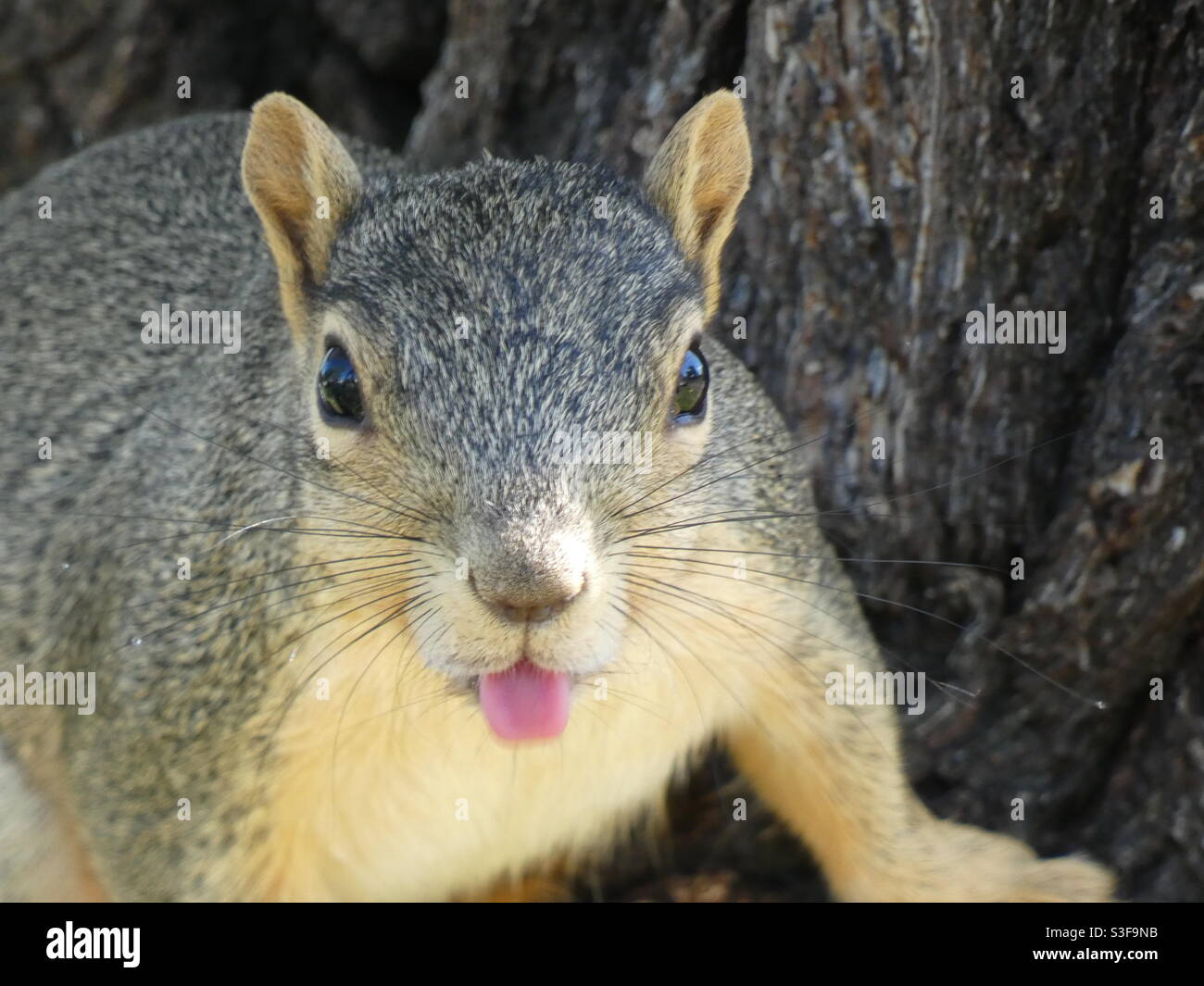 Squirrel sticking it’s tongue out Stock Photo - Alamy