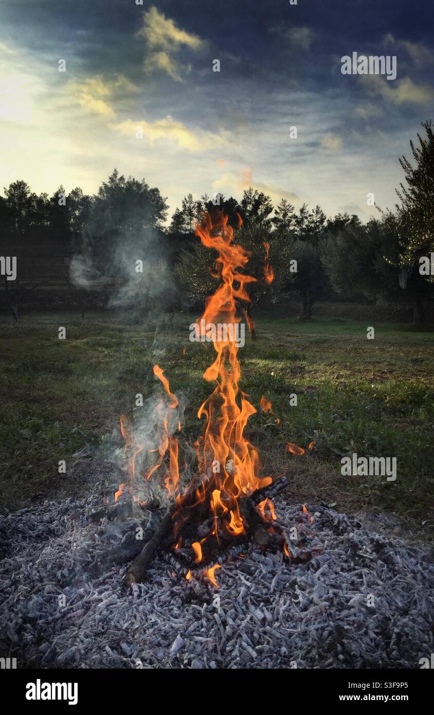 Olive pruning bonfire, Catalonia, Spain. - Smartphone Captured Stock Image