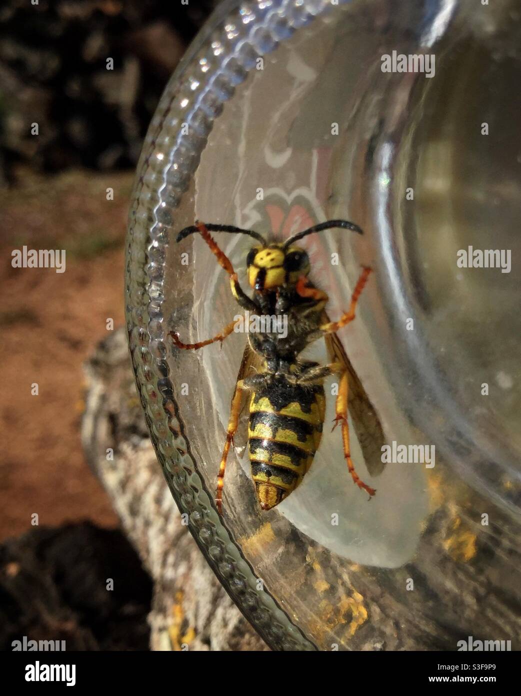 Spanish wasp hires stock photography and images Alamy