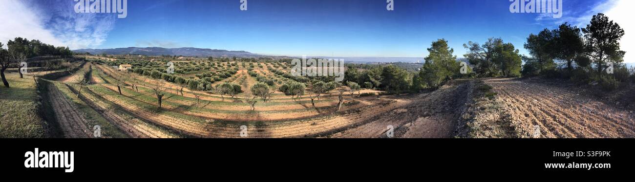 Panorama of an olive and almond farm, Catalonia, Spain. Stock Photo