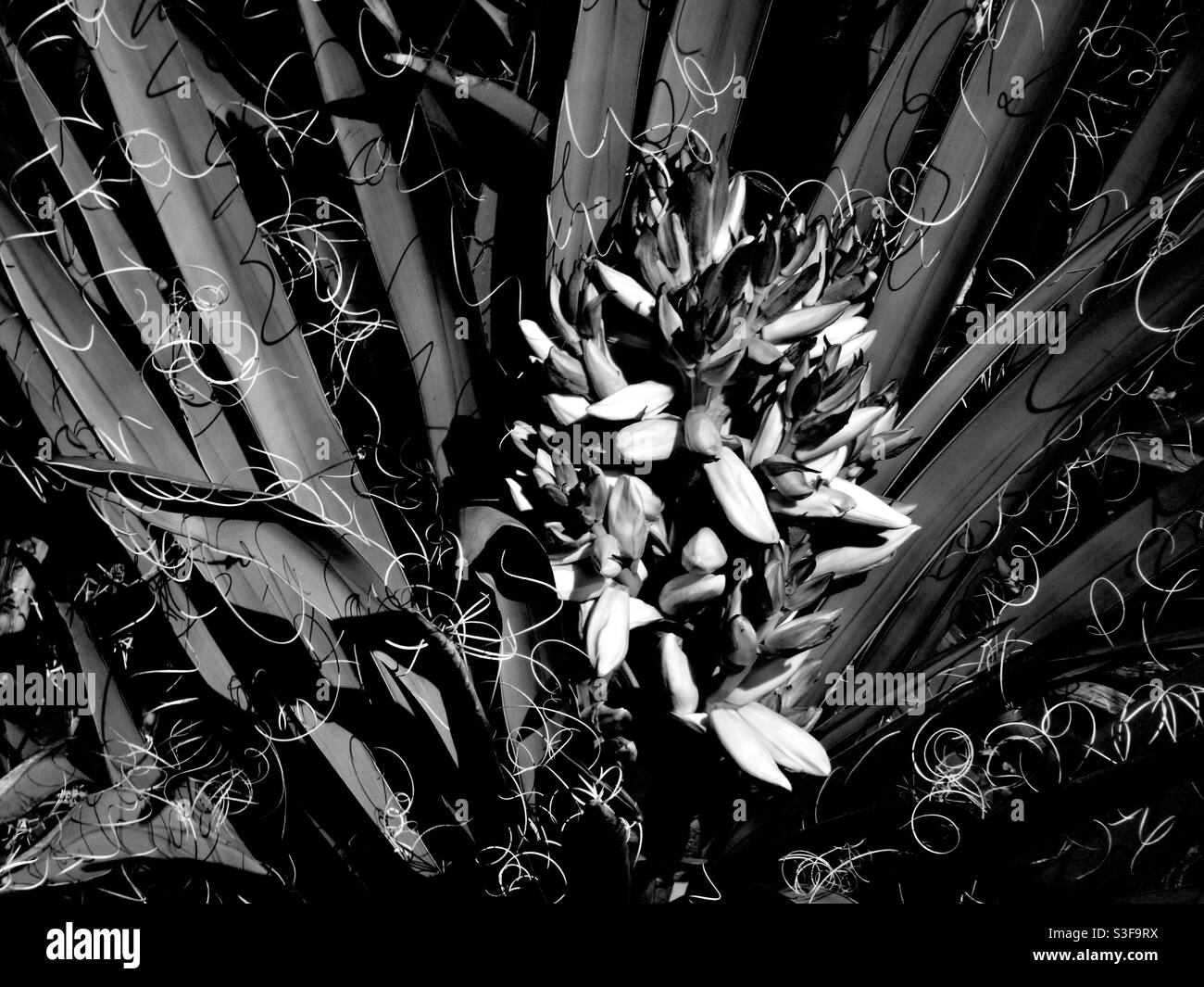 Black and white yucca plant Stock Photo Alamy