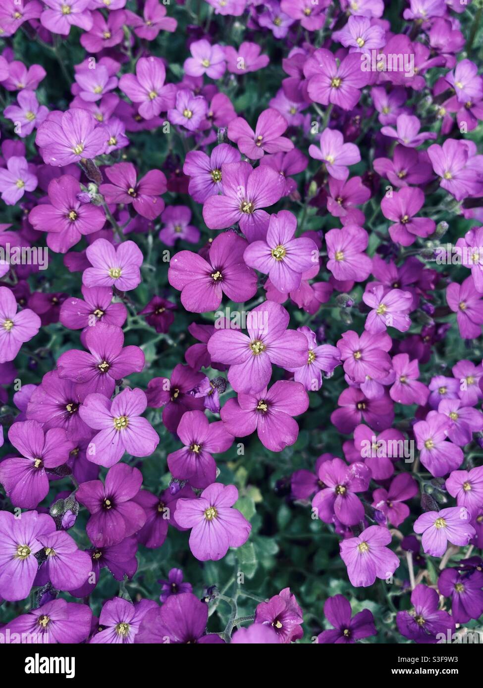 The colour is purple hi-res stock photography and images - Alamy