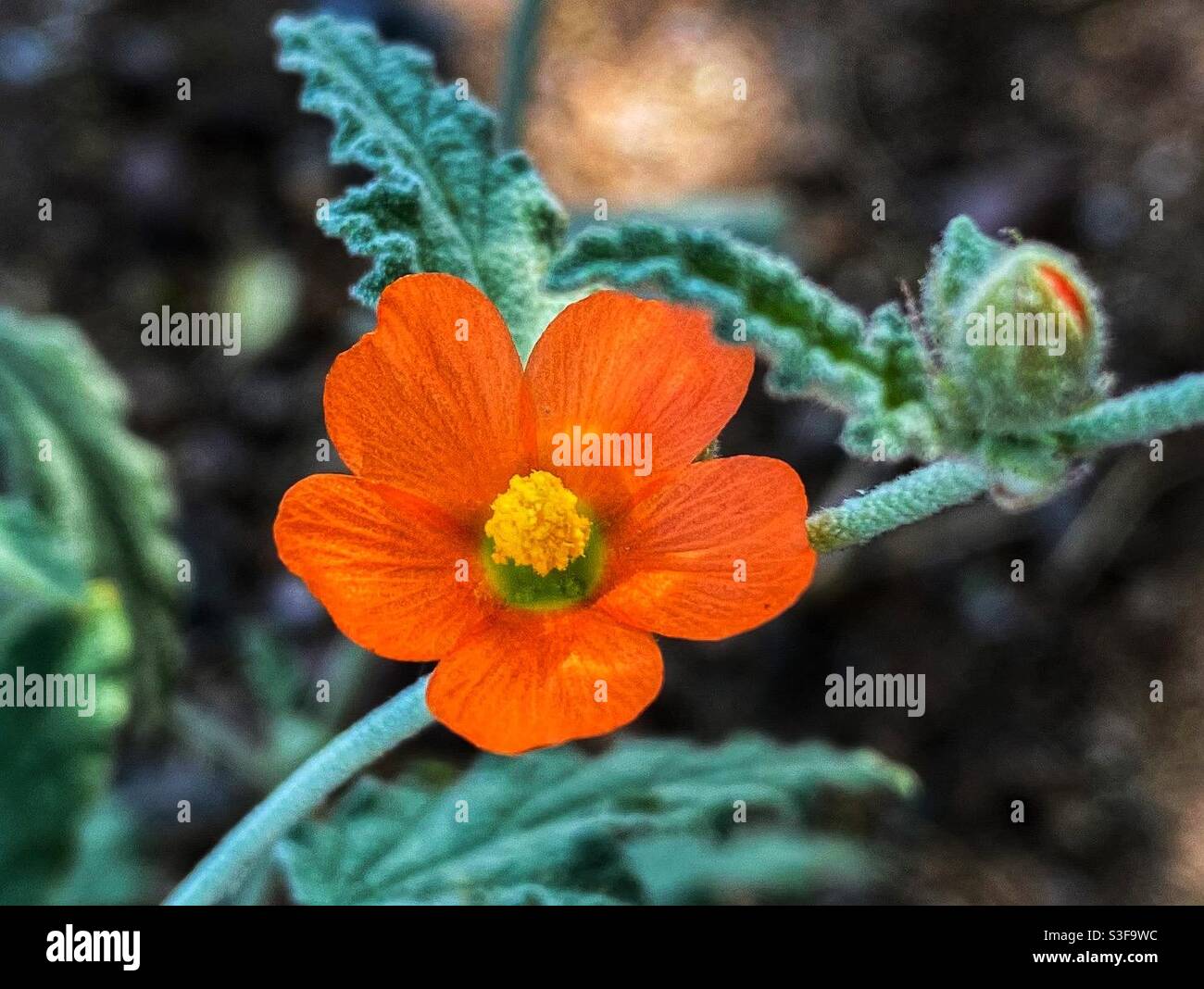 Intense orange hi-res stock photography and images - Alamy