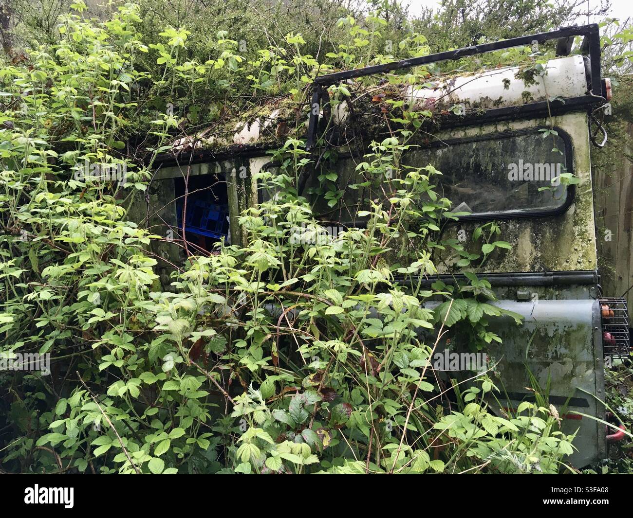 An abandoned Land Rover covered in vegetation - Smartphone Captured Stock Image