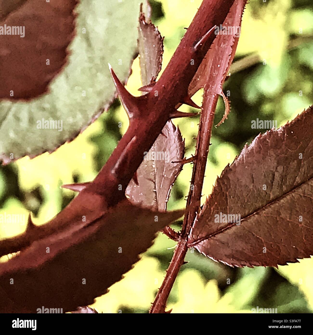 Rose Bush Thorns High Resolution Stock Photography and Images Alamy