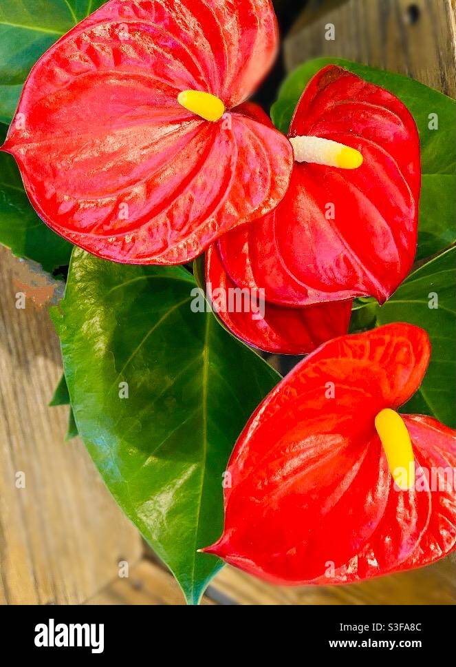 Painter’s Palette flowers Stock Photo Alamy