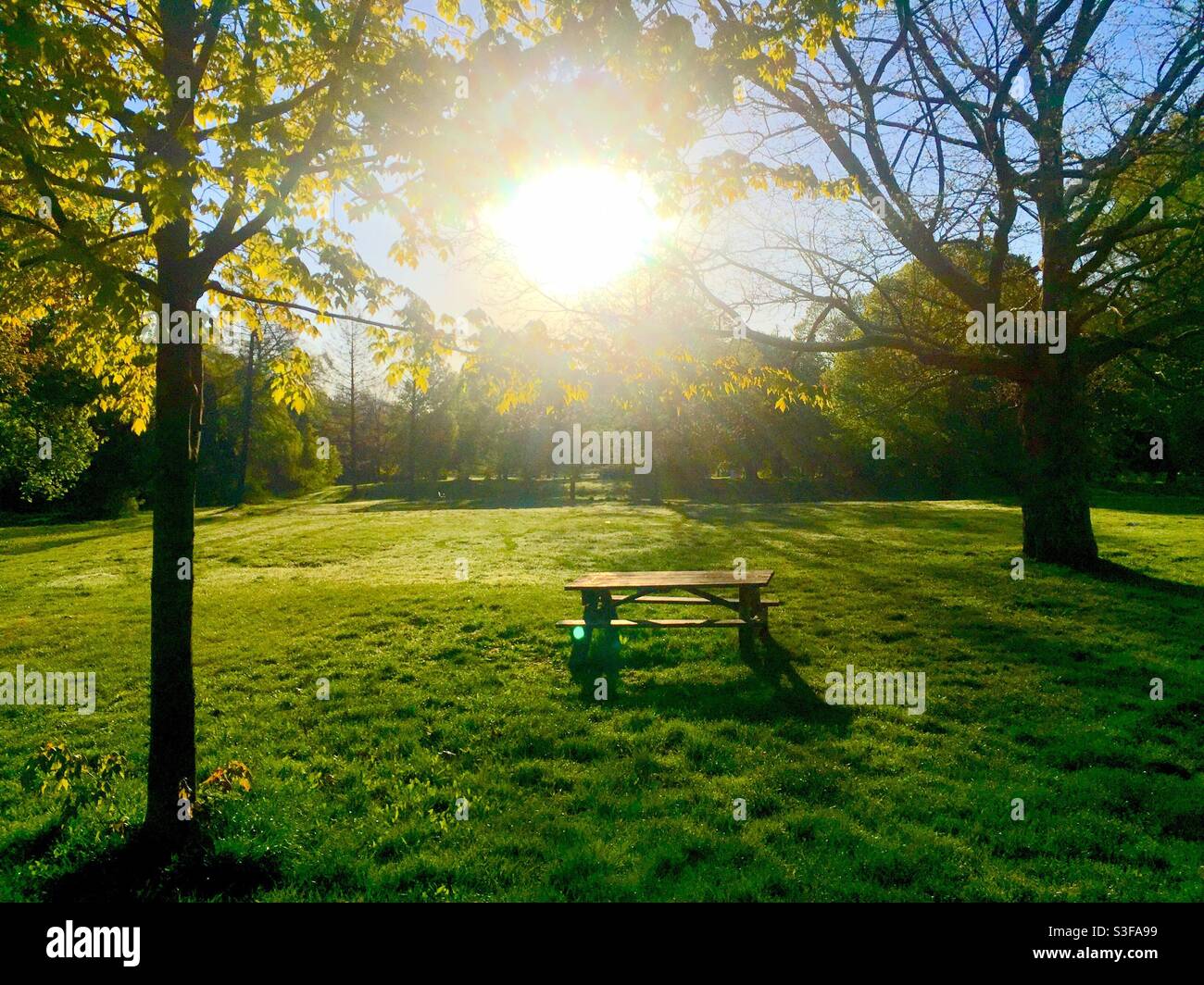Sun bursts in a lovely park, Ontario, Canada. Early morning, no people, Spring time. Perfect spot for introspection, meditation, or quiet contemplation. Bathed in light. - Smartphone Captured Stock Image