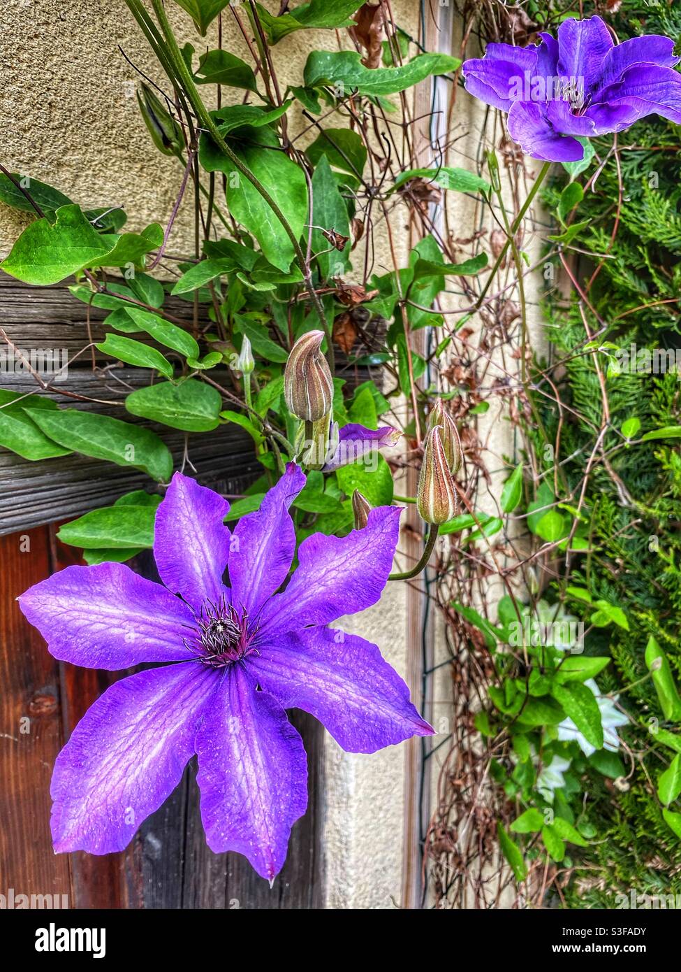 Purple Clematis flower Stock Photo