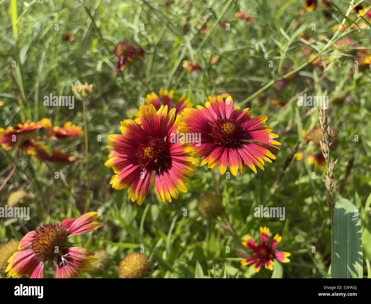 Indian blanket firewheel hi-res stock photography and images - Alamy