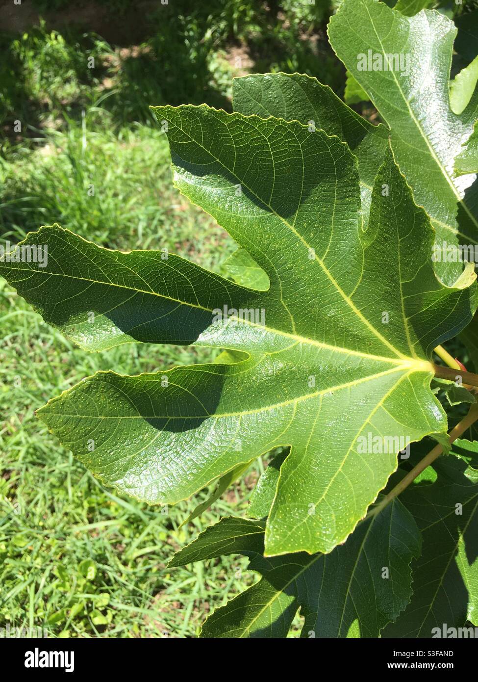 the biblical fig leaf Stock Photo Alamy