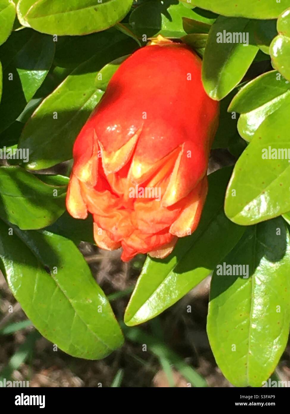mysterious blossom, flower of Pomegranate, Portugal Stock Photo - Alamy