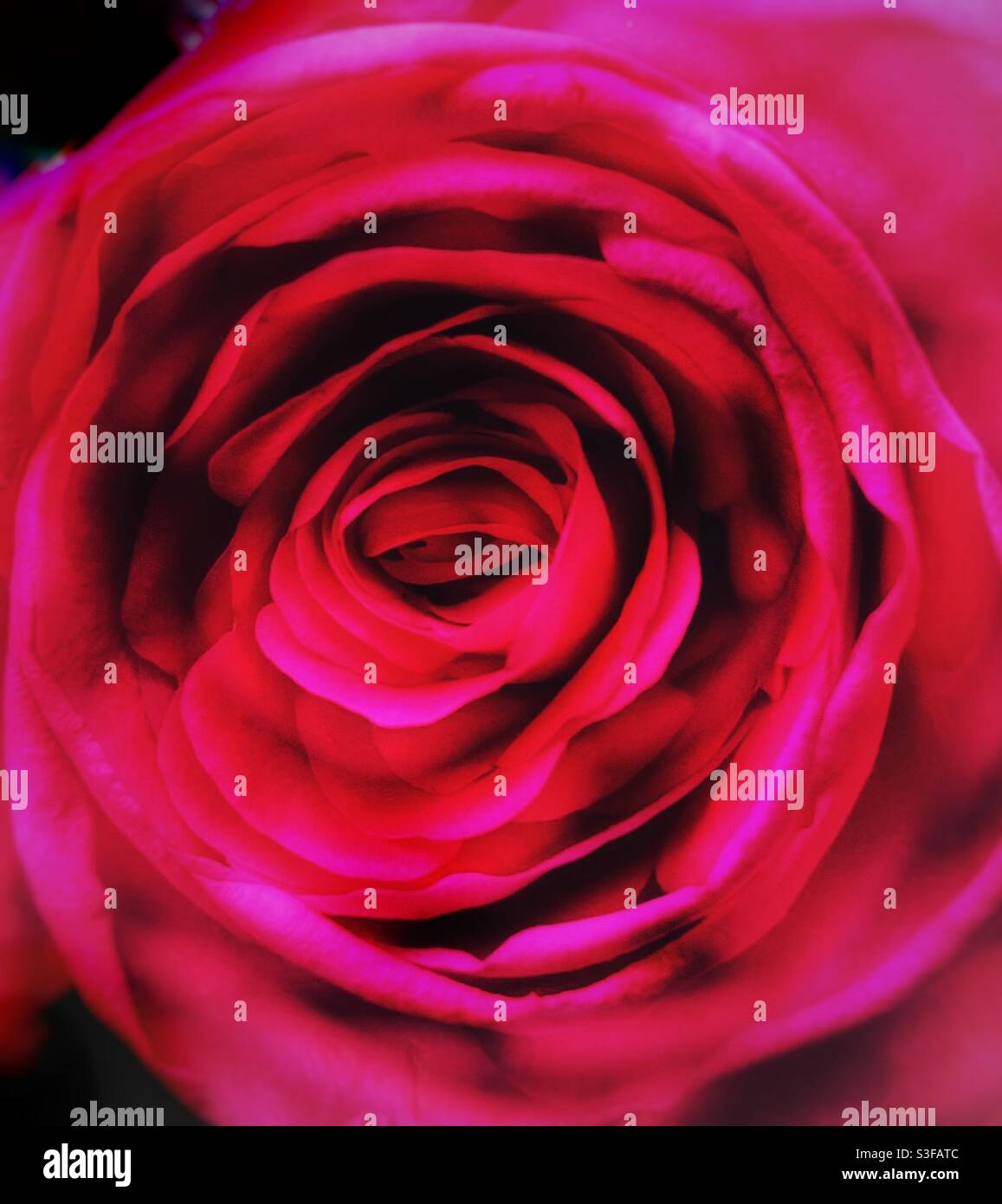 Red rose abstract Stock Photo