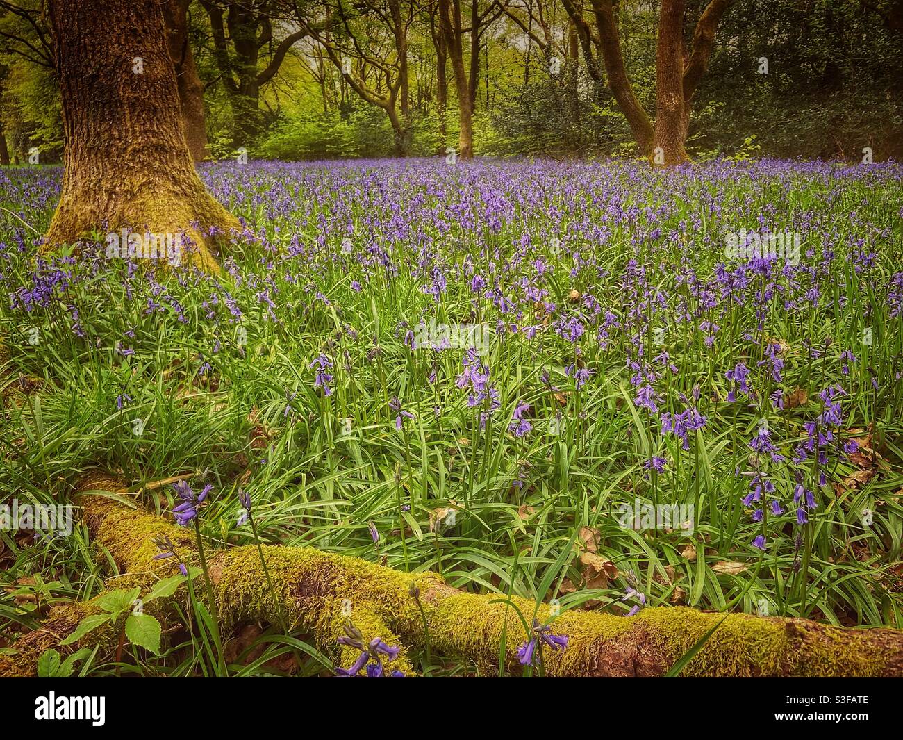 Bluebells in forest at Rivington in Lancashire Stock Photo