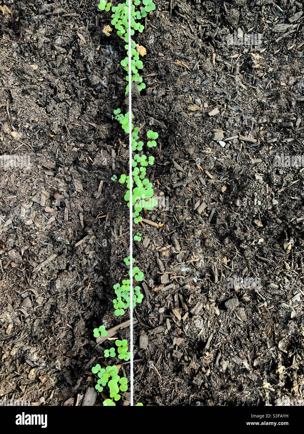 String guide for straight row of newly sprouted green seedlings - Smartphone Captured Stock Image