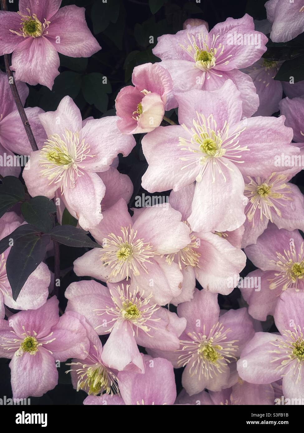 Clematis flowers, May. Stock Photo