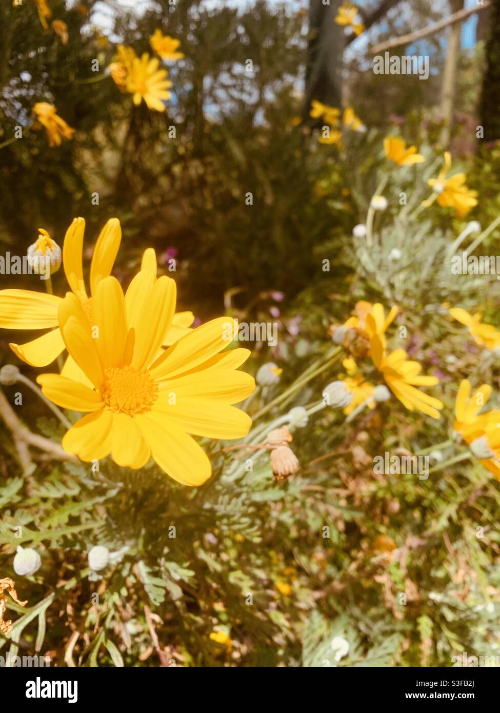 English summer wildflowers hi-res stock photography and images - Alamy