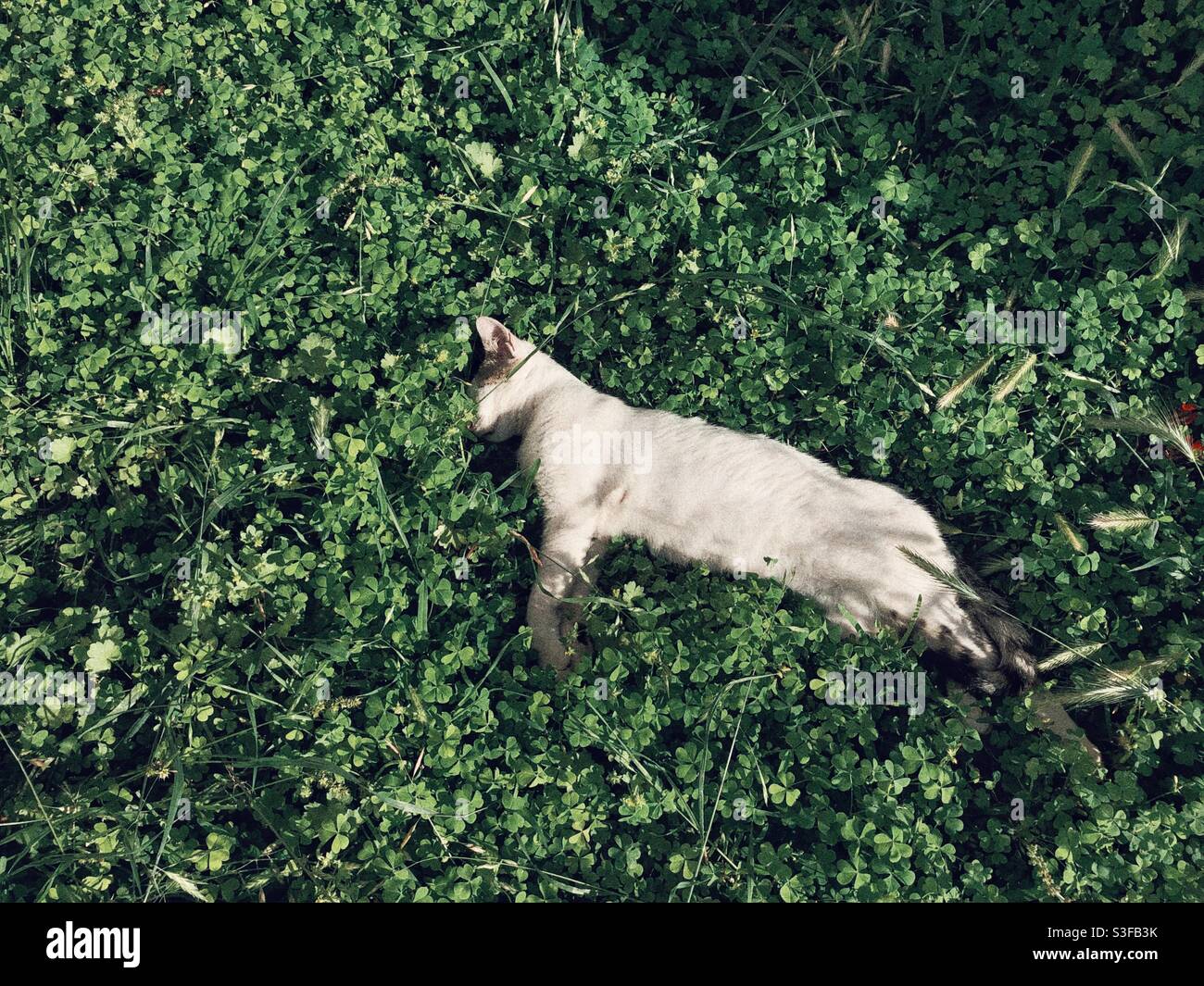 White kitten sleeping peacefully among green lush Stock Photo