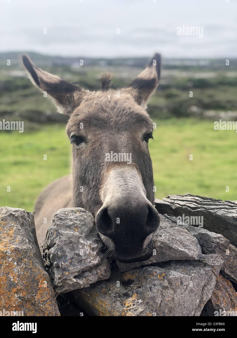 Irish donkey hires stock photography and images Alamy