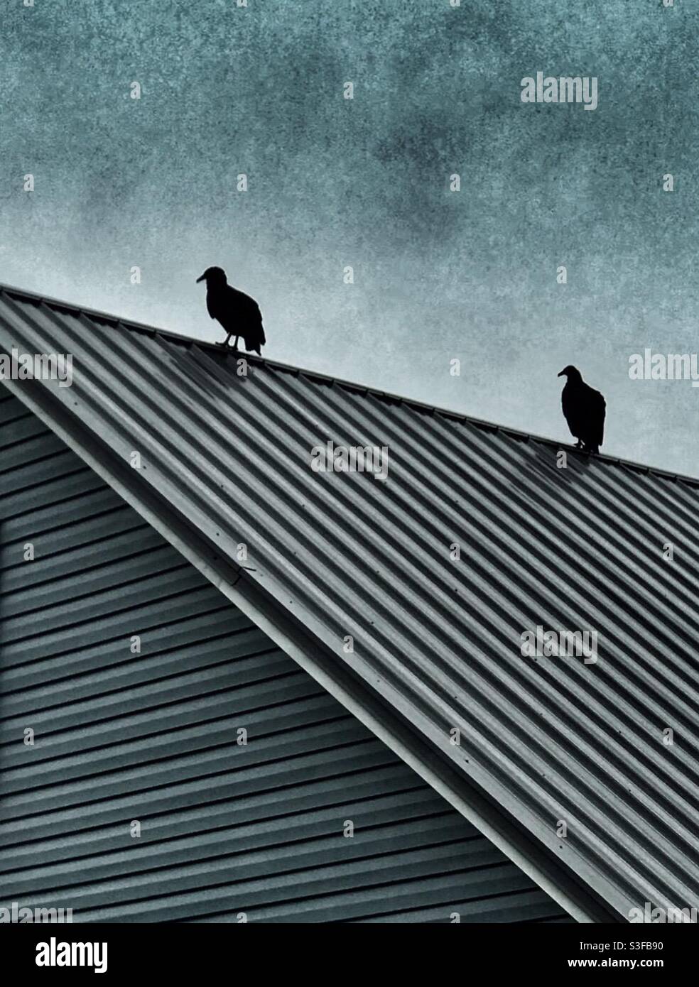 Vultures on a metal roof Stock Photo Alamy