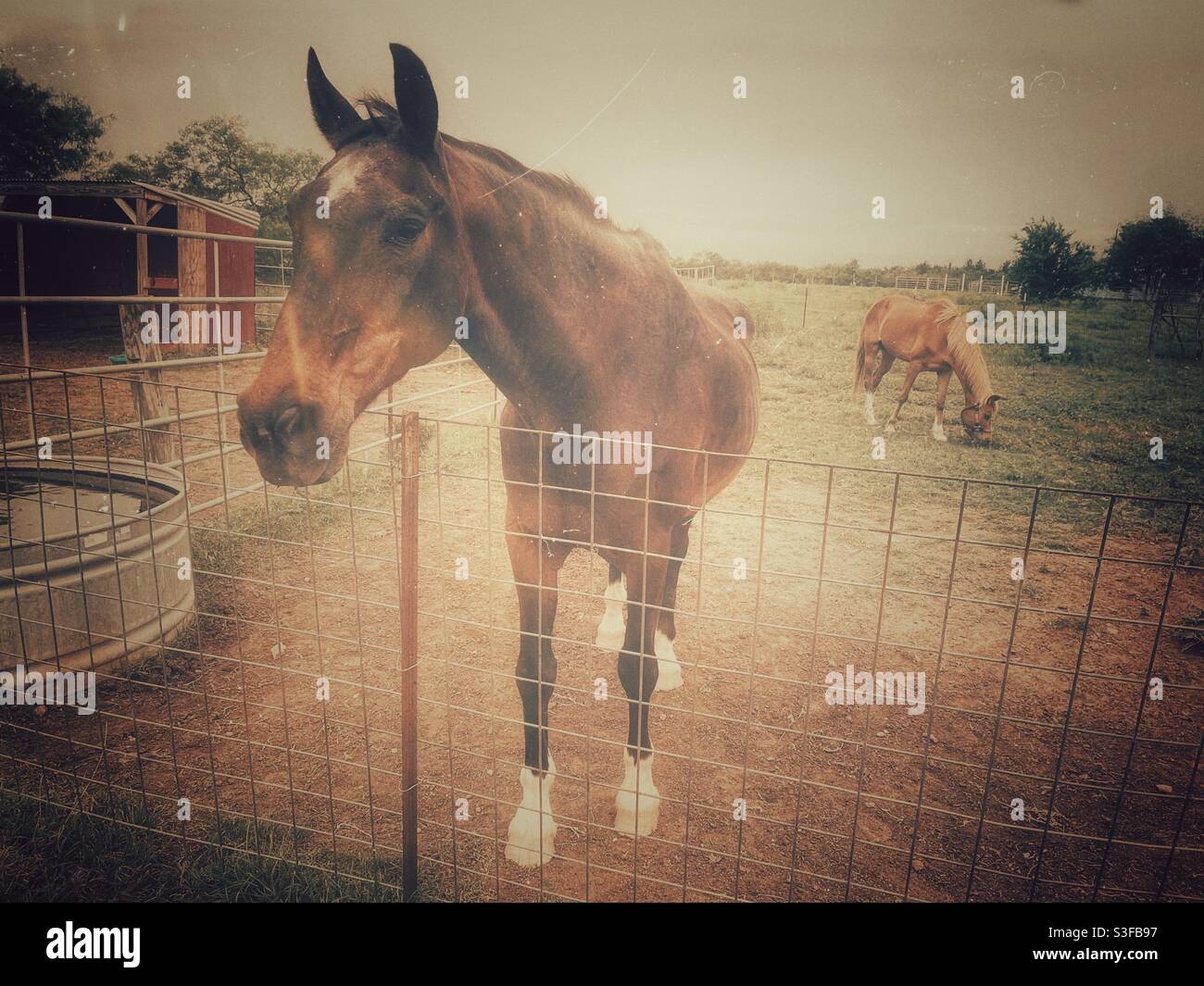 Two brown horses in a paddock corral - Smartphone Captured Stock Image
